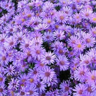 Aster Novi-Belgii Audrey