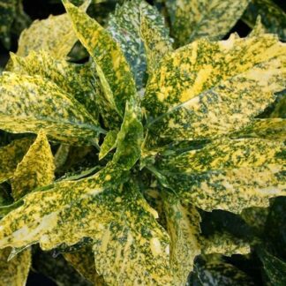 Aucuba Japonica Golden King - Evergreen Japanese Spotted Laurel