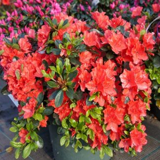 Azalea Japonica 'Orange Beauty' - Evergreen Orange-Red Azaleas