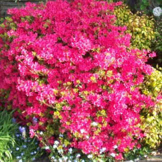 Azalea Japonica Amoena - Dwarf Japanese Rhododendron-Evergreen