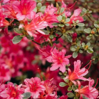 Azalea Japonica Florida - Dwarf Japanese Rhododendron-Evergreen