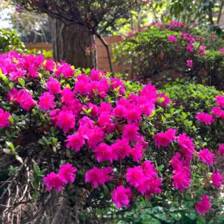 Azalea Japonica Gorbella - Dwarf Japanese Rhododendron-Evergreen