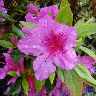 Azalea Japonica Herbert - Dwarf Japanese Rhododendron-Evergreen