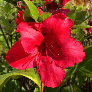 Azalea Japonica Johanna - Dwarf Japanese Rhododendron-Evergreen
