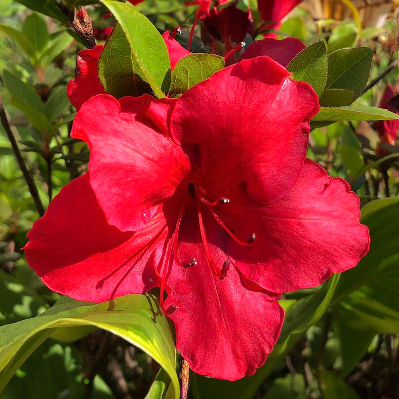 Azalea Japonica Johanna - Dwarf Japanese Rhododendron-Evergreen