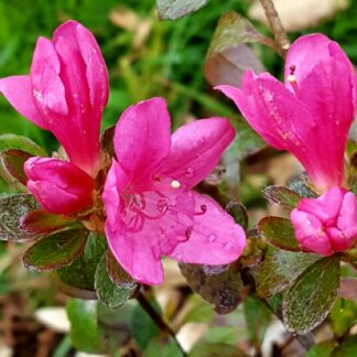 Azalea Japonica Madame Galle - Dwarf Japanese Rhododendron-Evergreen