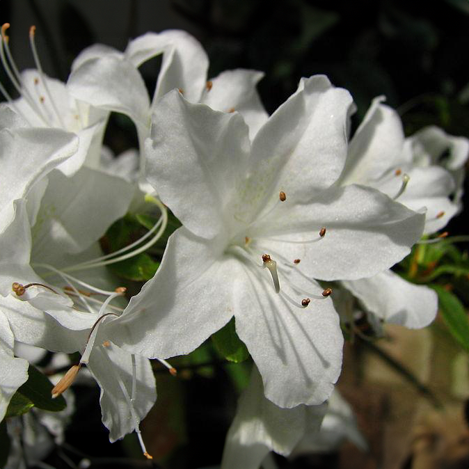 Azalea Japonica Palestrina - Dwarf Japanese Rhododendron-Evergreen