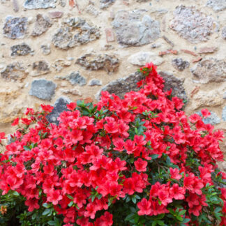 Azalea Japonica Stewartstown - Dwarf Japanese Rhododendron-Evergreen