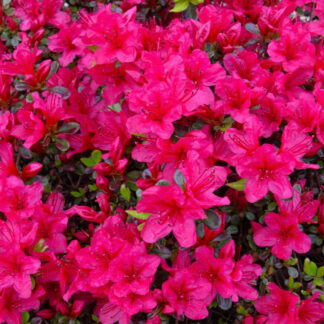 Azalea Japonica Arabesk- Dwarf Japanese Rhododendron-Evergreen