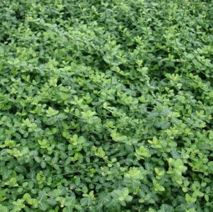 Euonymus Fortunei Minimus