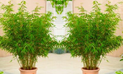 Pair of Fargesia -2-3ft Tall Clumping Umbrella Fountain Bamboo Plants