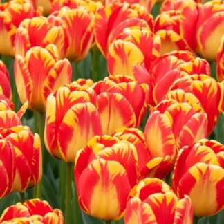Tulip 'Banja Luka' - Pack of 10 Bulbs