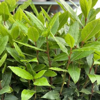 Bay Bush - Laurus Nobilis - Large - Circa 5ft (140-160cm)