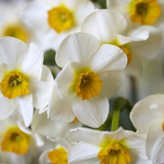 Narcissus Beautiful Eyes - Pack of 10 Bulbs