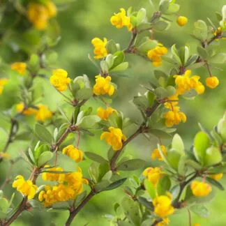 Berberis Buxifolia 'Nana'