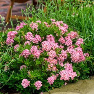Bloombux Rhododendron Migranthum Inkarho 'Bloombux'® Magenta
