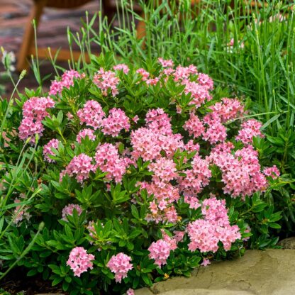 Bloombux Rhododendron Migranthum Inkarho 'Bloombux'® Magenta