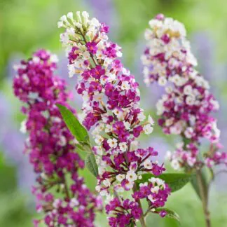 Buddleja - Berries & Cream - New Buddleia Butterfly Bush With Multi-Shaded Flowers