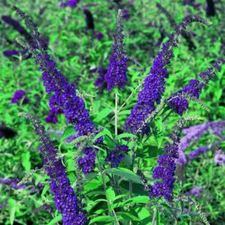 Buddleja Davidii Empire Blue - Royal Blue Buddleia Butterfly Bush