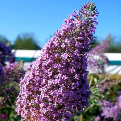 Buddleja Davidii Gulliver