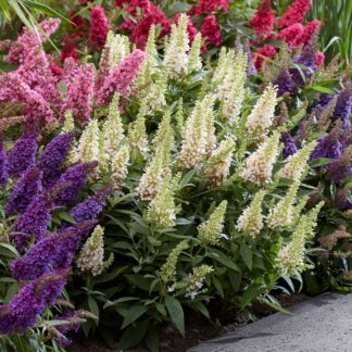 Buddleja Butterfly Candy Little White