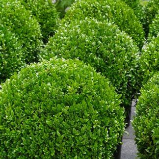 Topiary Buxus Ball - Stylish Contemporary Box Ball Plant - Extra Large