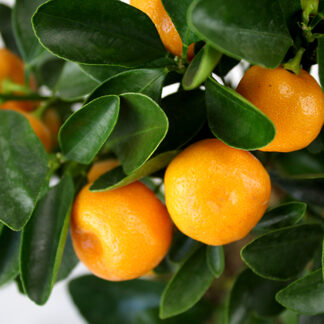 Giant Calamondin Orange Tree - Mediterranean Citrus Calamondin Tree XXXL - Large Specimen - Circa 140-180cms Tall