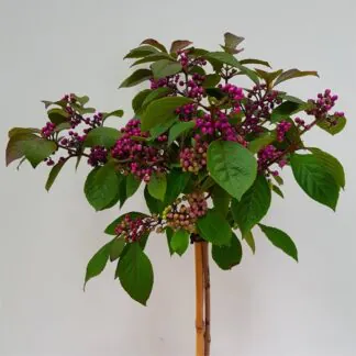 Callicarpa Bodinieri Autumn Glory - Large 150cm Standard Tree