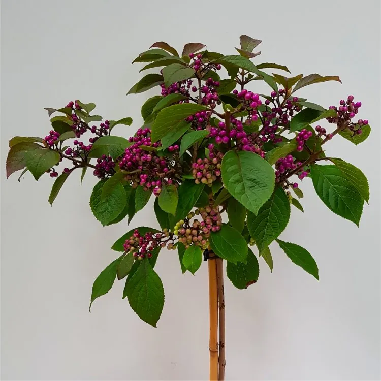 Callicarpa Bodinieri Autumn Glory - Large 150cm Standard Tree