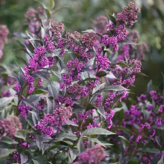 Callicarpa Dichotoma Issai - Purple Beauty Berry - Large Bush