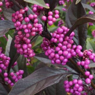 Callicarpa Pearl Glam - Beautyberry