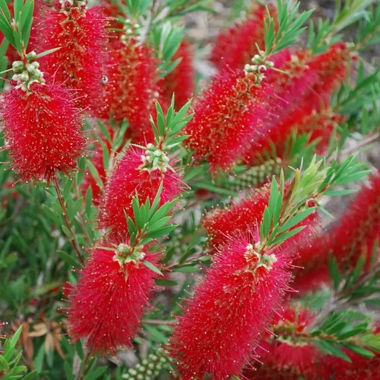 Callistemon Rigidus - Bottlebrush