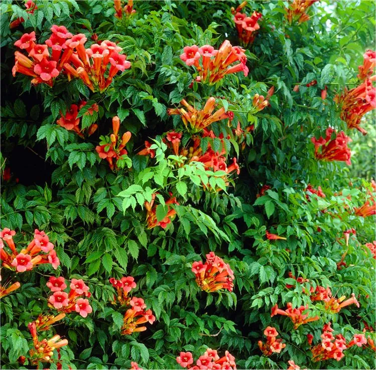 Campsis Radicans Flamenco - Trumpet Vine