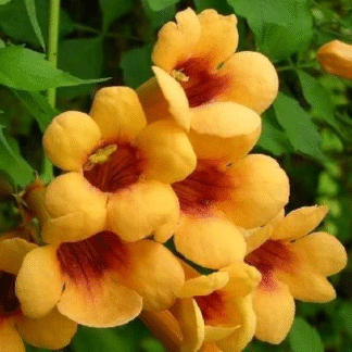 Campsis Radicans 'Judy' - Trumpet Vine - Large 6ft Specimen