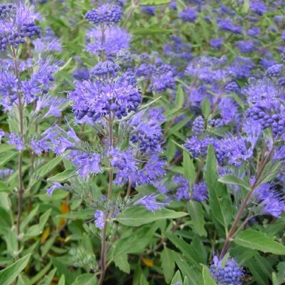 Caryopteris x Clandonensis Heavenly Blue - Bluebeard