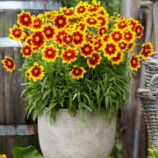 Coreopsis Uptick Red & Gold  - in Bud & Bloom