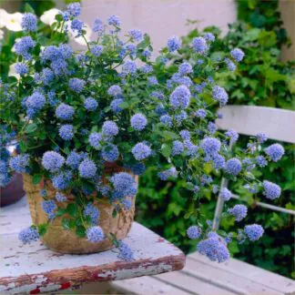 Ceanothus Thyrsiflorus Repens - Californian Lilac - Large Plant
