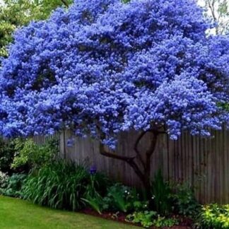 Ceanothus Arboreus Trewithen Blue - Californian Lilac Tree - 140-160cm