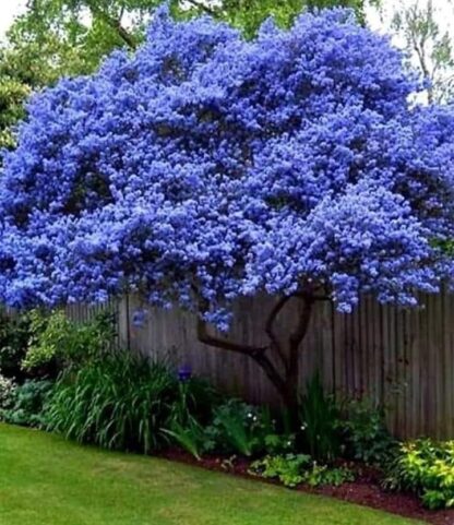 Ceanothus Arboreus Trewithen Blue - Californian Lilac Tree - 140-160cm
