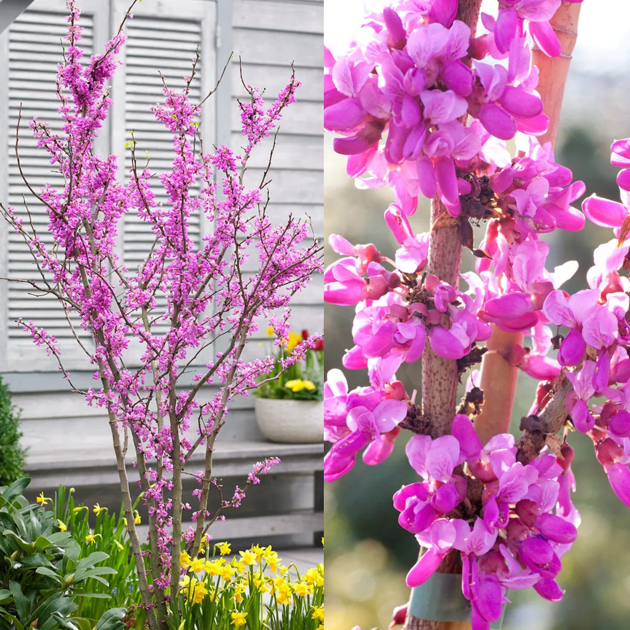 Cercis Chinensis Avondale - Large Specimen
