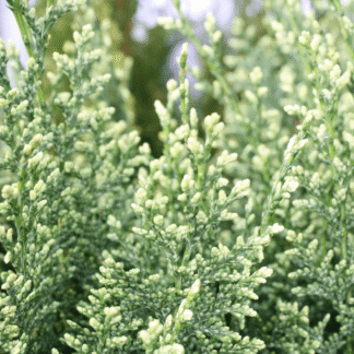 Chamaecyparis Lawsoniana Snow White