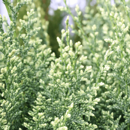 Chamaecyparis Lawsoniana Snow White