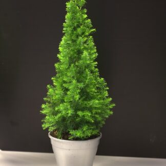 Top Point Mini Christmas Tree in 12cm Pot