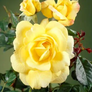 Rose 'Chinatown' - Shrub Rose