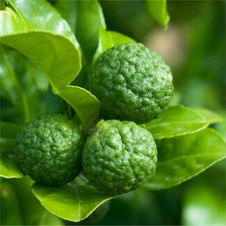 Kaffir Lime Tree Plant - Citrus Hystrix