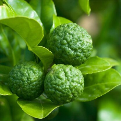 Kaffir Lime Tree Plant - Citrus Hystrix