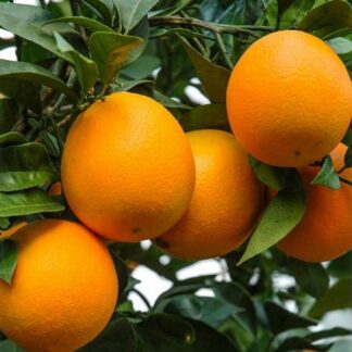 Giant Orange Tree Citrus x Sinensis Arancio - Mediterranean Citrus Orange Tree XXXL - Large Specimen - Circa 160-180cms Tall