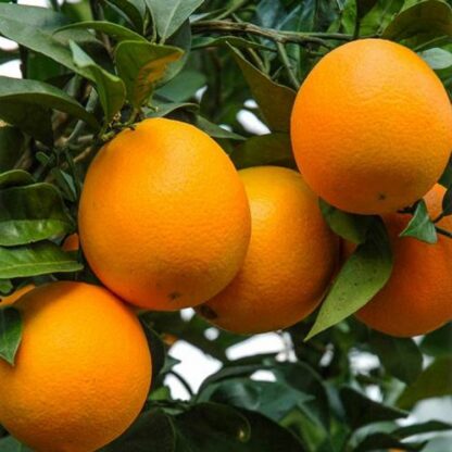 Giant Orange Tree Citrus x Sinensis Arancio - Mediterranean Citrus Orange Tree XXXL - Large Specimen - Circa 160-180cms Tall