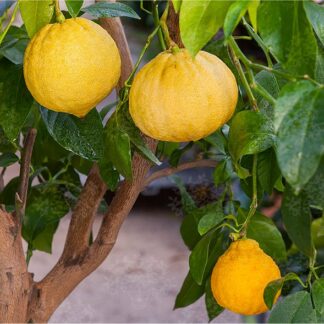 Giant Tuscan Citrus Tree - Bergamot Orange Tree - Large Specimen - Circa 150-180cm