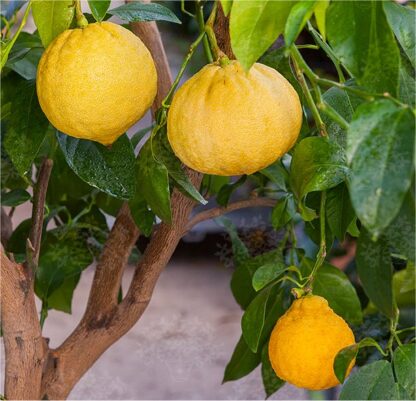 Giant Tuscan Citrus Tree - Bergamot Orange Tree - Large Specimen - Circa 150-180cm